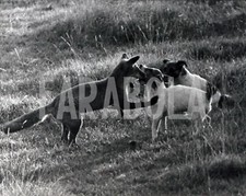 Foto vintage Regno Unito, cane