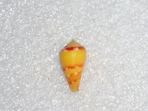 Conus pertusus dark yellow - pertusus, and