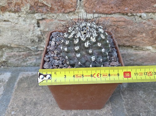 Copiapoa tenuissima cm - copiapoa,