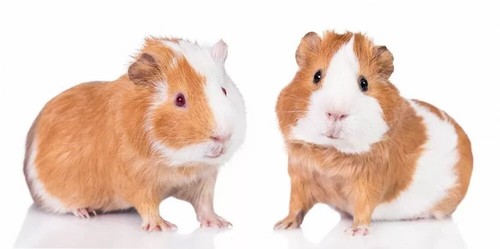Guinea pig - pig,