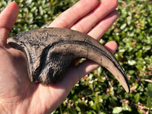 Nanotyrannus artiglio fossile - nanotyrannus,