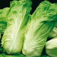 1000 SEMI DI CICORIA PAN DI ZUCCHERO- SEMENTI SELEZIONATE INSALATA  ORTAGGI