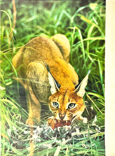 Sudan africa caracal wild - sudan, africa's