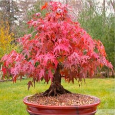 Red Japanese Maple, Acer