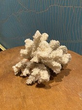 Ramo di corallo bianco