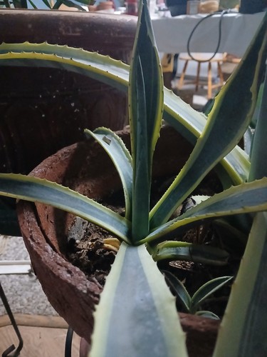 Agave americana variegata - americana, variegata-