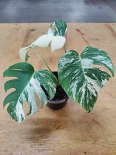 Monstera Albo Variegata