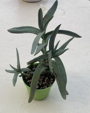 Crassula falcata , altezza 20 cm, con  3 ramificazioni  e 2 piccole alla base