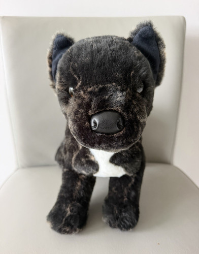 Cane corso guardia - cane, da