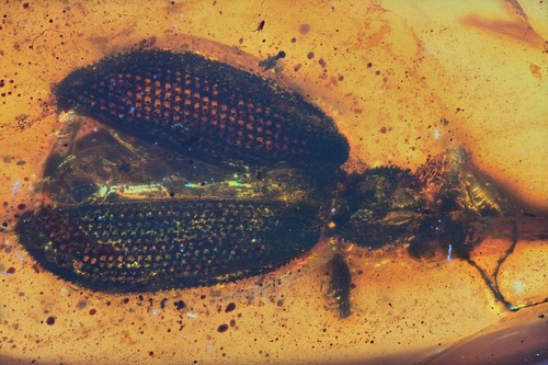 Raro grande scarabeo - , con