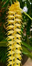 Dendrochillum species incenso - dendrochillum,