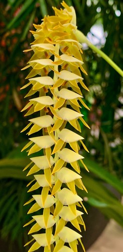 Dendrochillum species incenso - species,