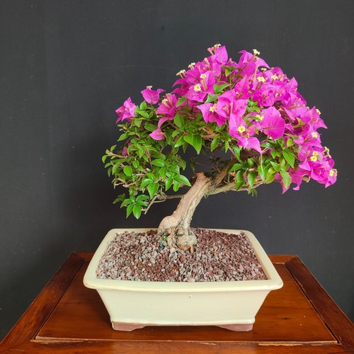 Bonsai bouganvillea - bonsai, di