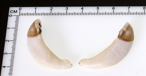 Bellissimi denti di - bellissimi,