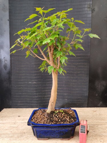 Bonsai acero buergerianum - bonsai, di