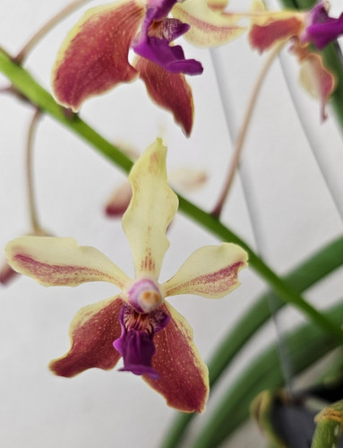 Profumo orchidea - profumo,