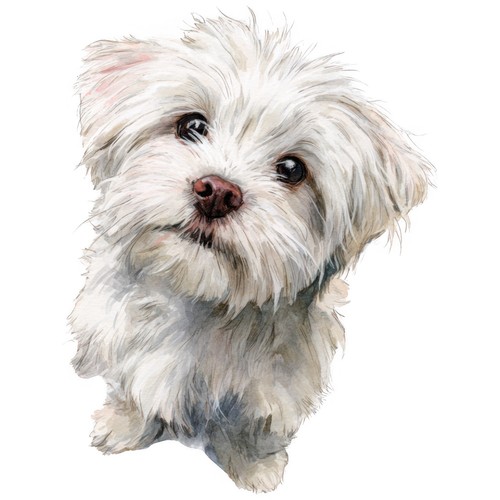 Adesivi cane maltese - adesivi,