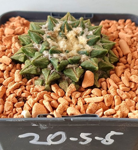 Antico ariocarpus - antico,