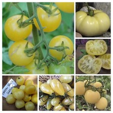 MISCELA SEMI POMODORO BIANCO