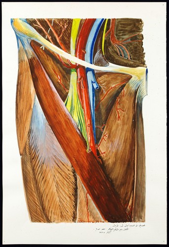 Rappresentazione anatomica