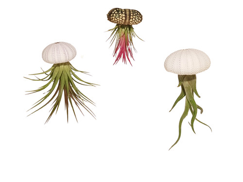 Meduse tillandsia - tillandsia,