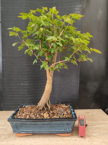 Bonsai acero buergerianum - ,