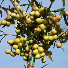 Pianta ulivo arbosana - ulivo, in