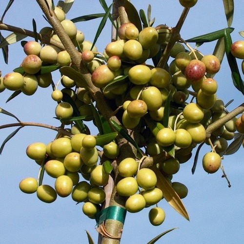 Pianta ulivo arbosana in - pianta,