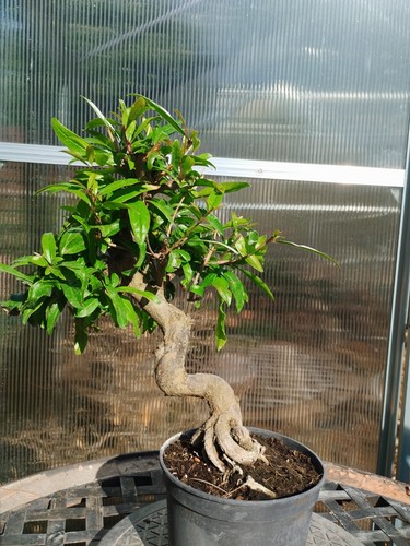 Bonsai punica granatum - bonsai,