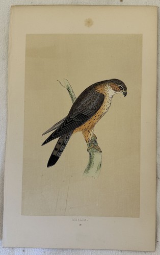 Morris merlin smeriglio - morris,