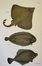 CROMOLITOGRAFIA RAZZA SOGLIOLA