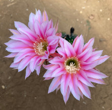 ECHINOPSIS HYBRID  (8) - CACTUS - VASO Ø7