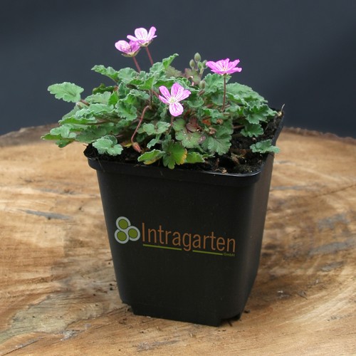 Becco airone erodium - becco,