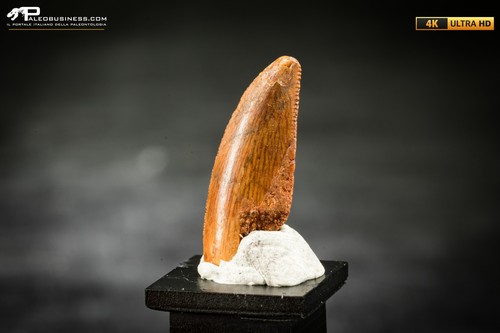 Dente fossile dinosauro - fossile,