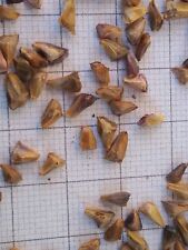 ABIES BALSAMEA, ABETE, ALBERO