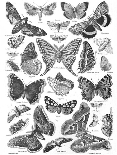 87288 illustrazione farfalla - illustrazione,