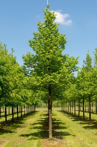 Tiglio selvatico tilia - tiglio, "tilia