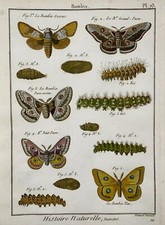 1790 Butterflies, Bombix, silk