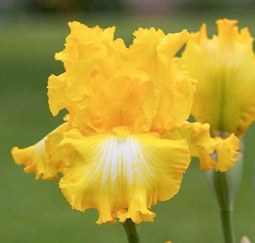 Iris that all - iris, (