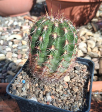 O Pezzo unico da collezione