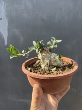 Pre bonsai olivastro Yamadori