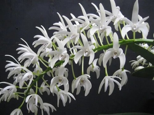 Specie orchidea dendrobium - specie, di