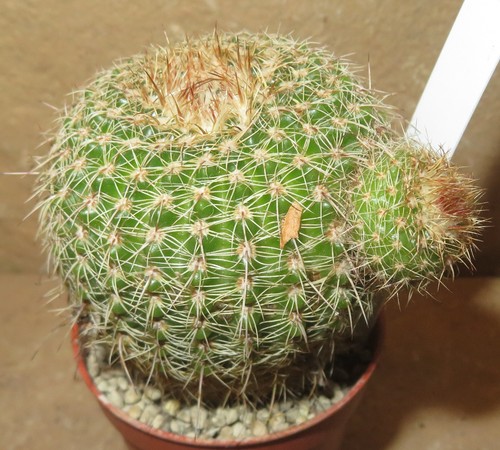 Notocactus parodia - notocactus,