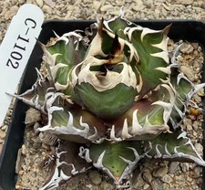 Vendita Rara Pianta Cactus