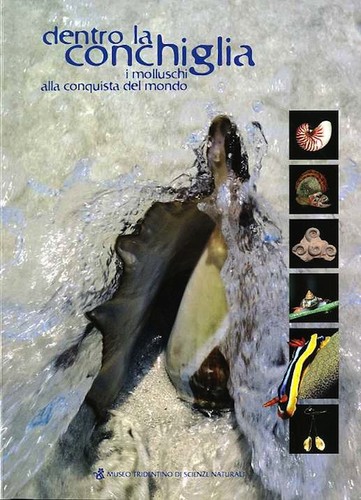 Dentro conchiglia i - la, conchiglia: