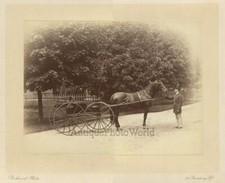 New York Cocchiere W Cavallo