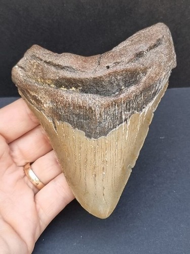 Dente megalodonte cm - dente,