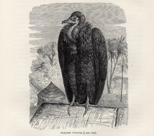 1894 avvoltoio pileato - 1894, uccelli