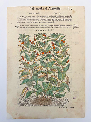 Mattioli xilografia 1500 - mattioli,