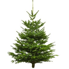 Albero Di Natale Vero